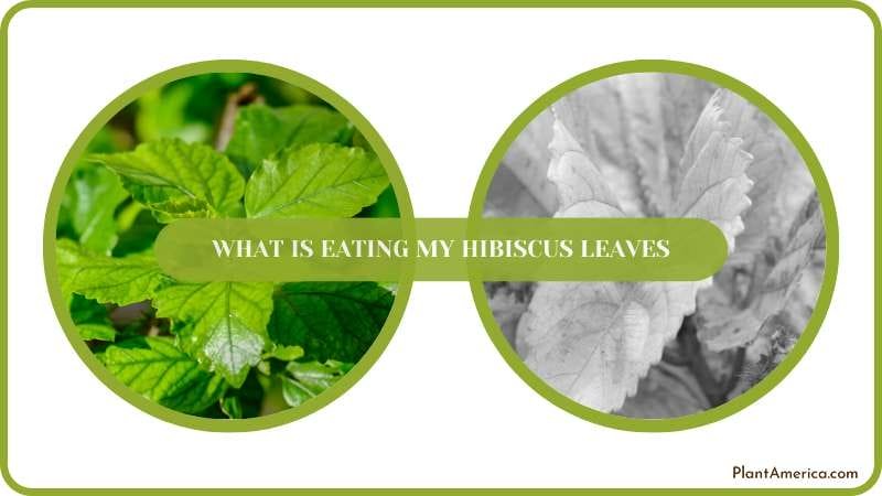 Get rid of pest infestation on Hibiscus Leaves Plant America