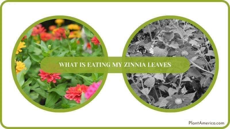 Get rid of pest infestation on Zinnia Leaves Plant America