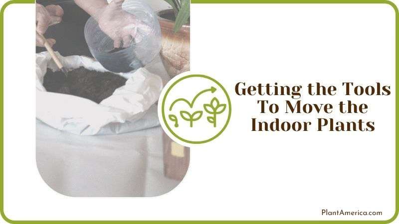 Getting the Tools To Move the Indoor Plants PlantAmerica