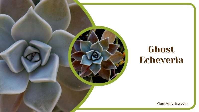 Ghost Echeveria Succulent Plant America Ghost Echeveria Succulent Plant America