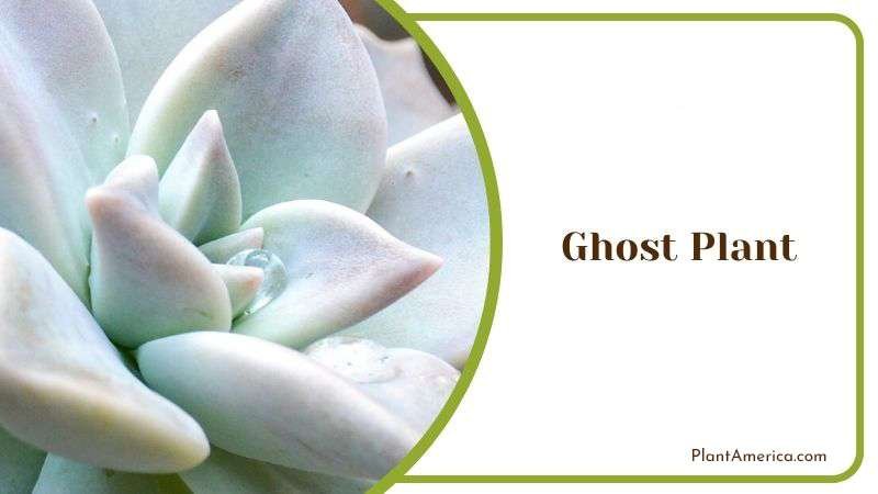 Ghost Plant Plant America Ghost Plant Plant America