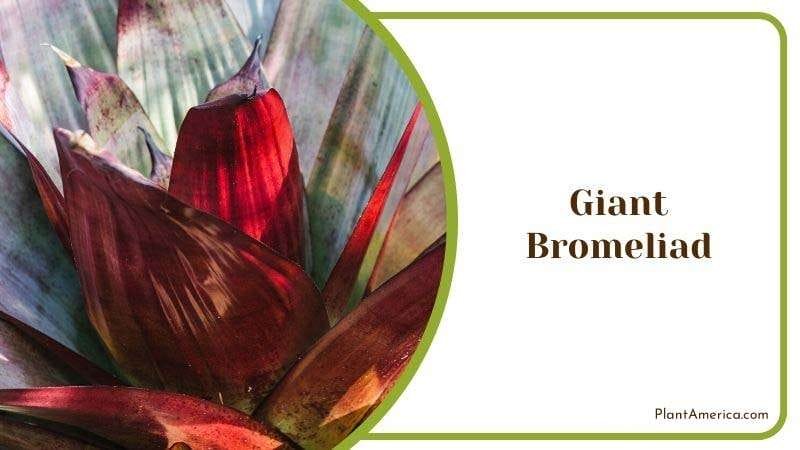 Giant Bromeliad Plant America