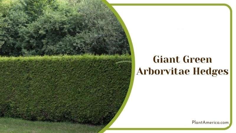 Giant Green Arborvitae Hedges Plant America Giant Green Arborvitae Hedges Plant America