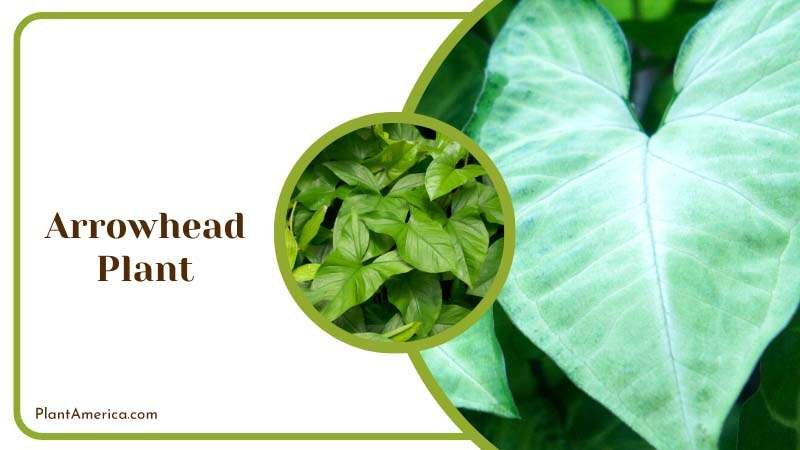 Giant Green Leaves of Arrowhead Plant Plant America