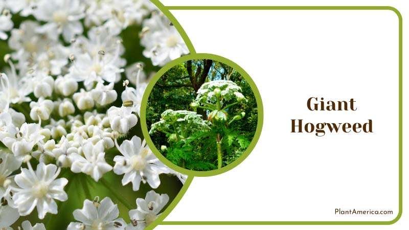 Giant Hogweed Blossoms in Garden Plant America