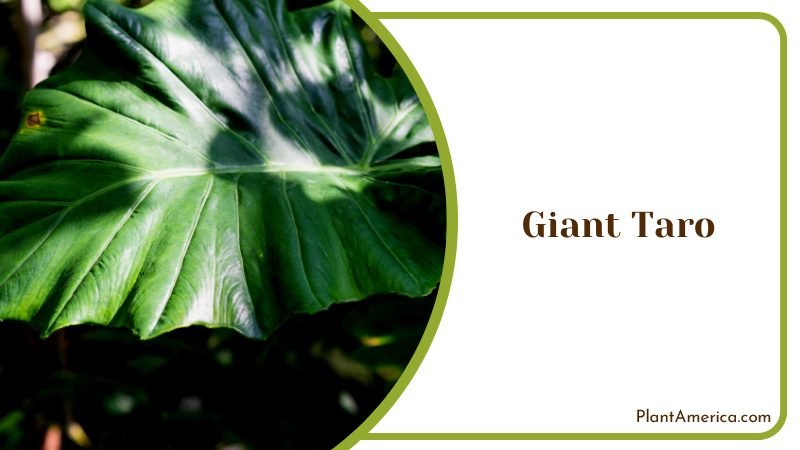 Giant Leaves of Alocasia Macrorrhiza Plants ~ PlantAmerica