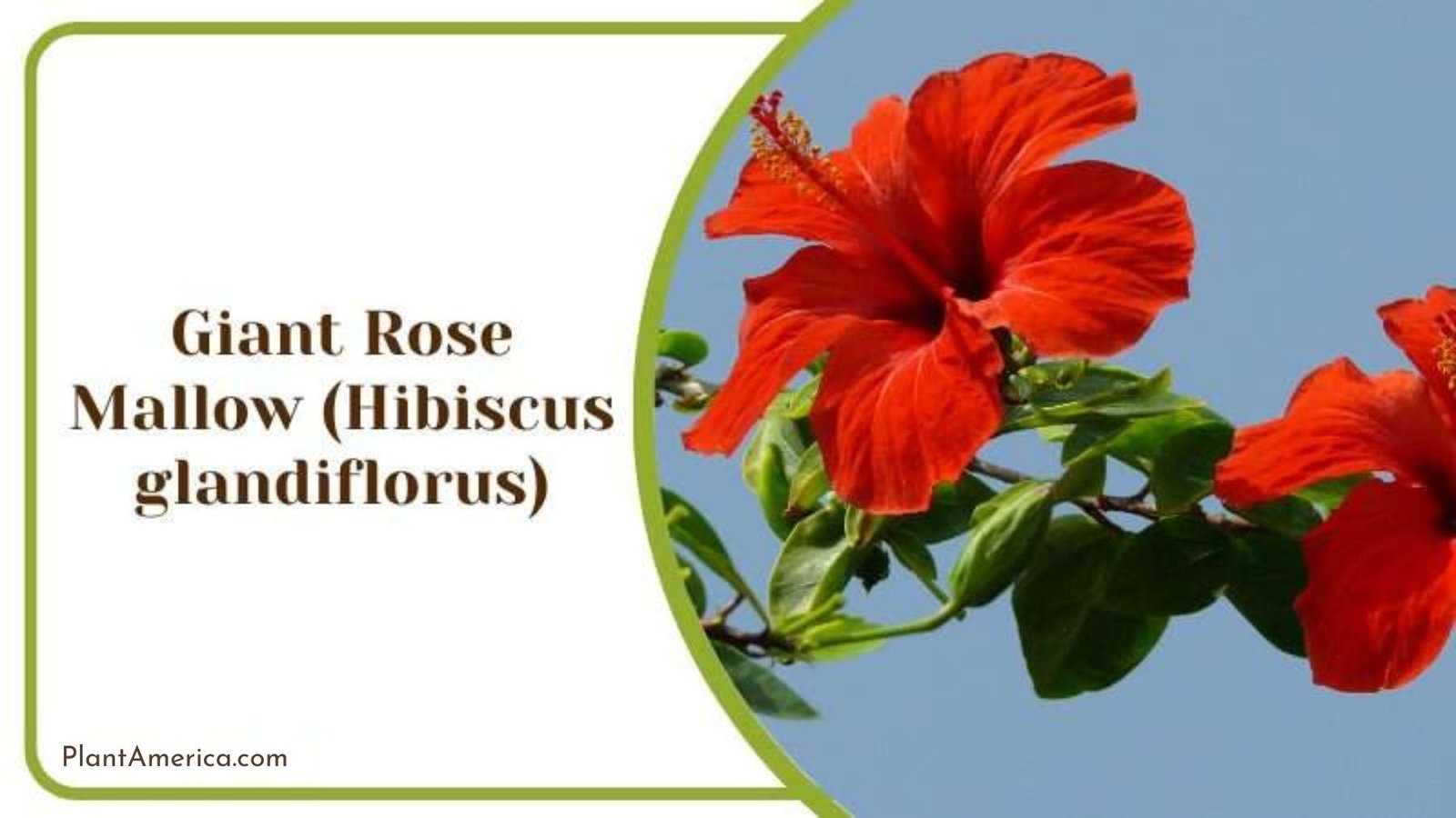 Giant Rose Mallow Plant America Giant Rose Mallow Plant America