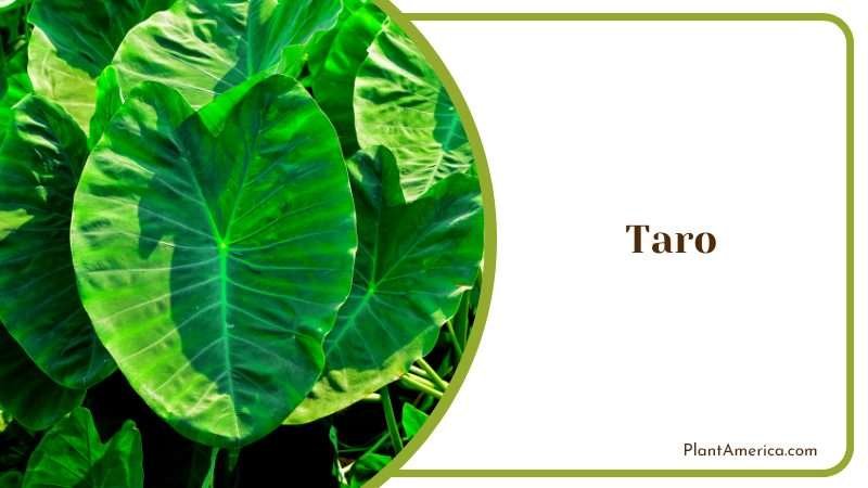 Giant Taro Green Leaves PlantAmerica Giant Taro Green Leaves PlantAmerica