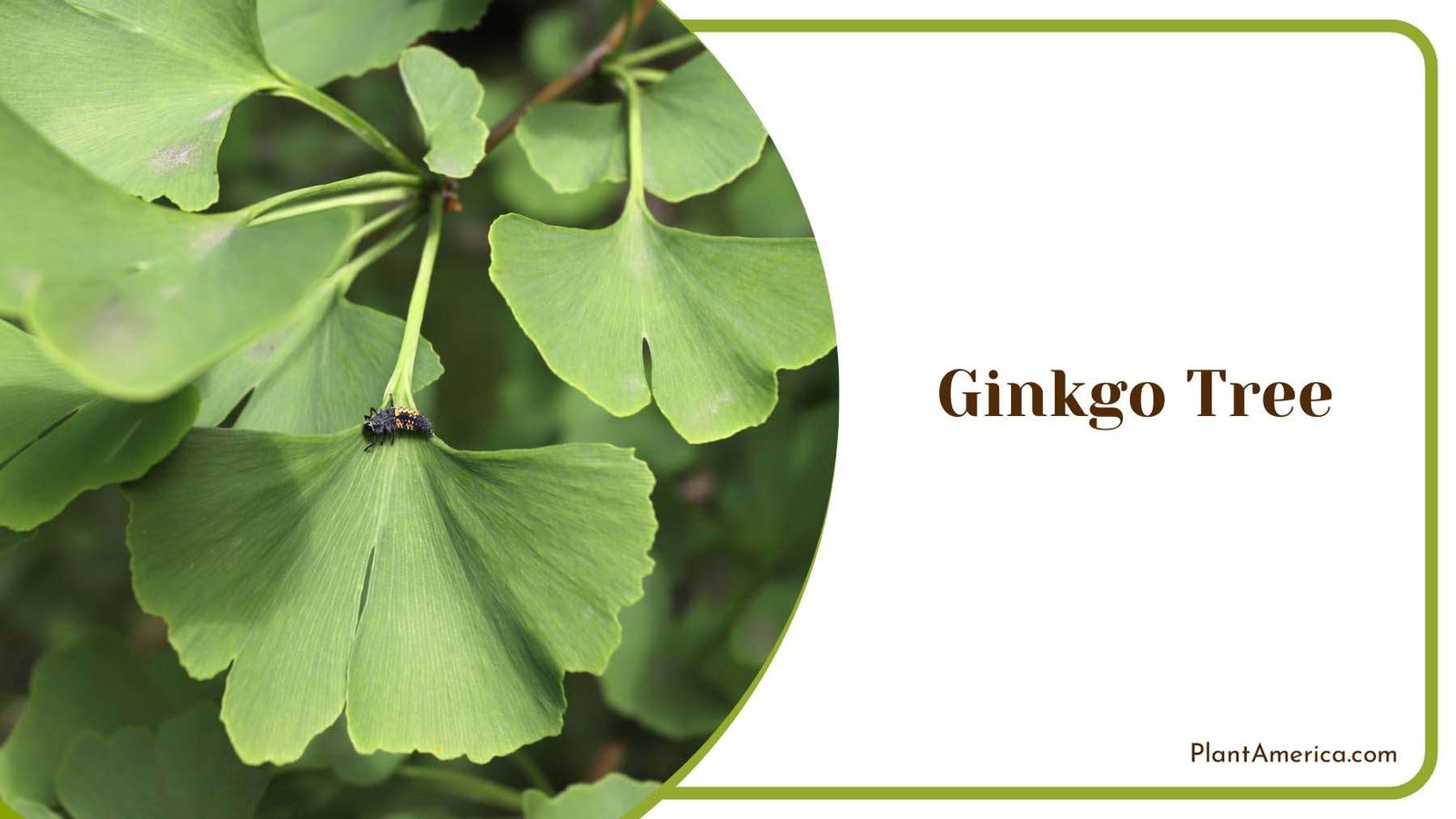 Ginkgo Tree In The Sunlight Plant America