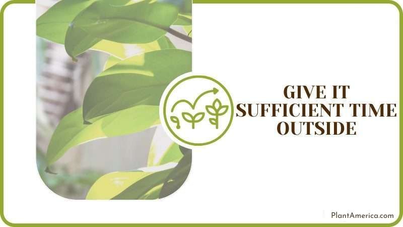 Give Sufficient Time Outside Plant America