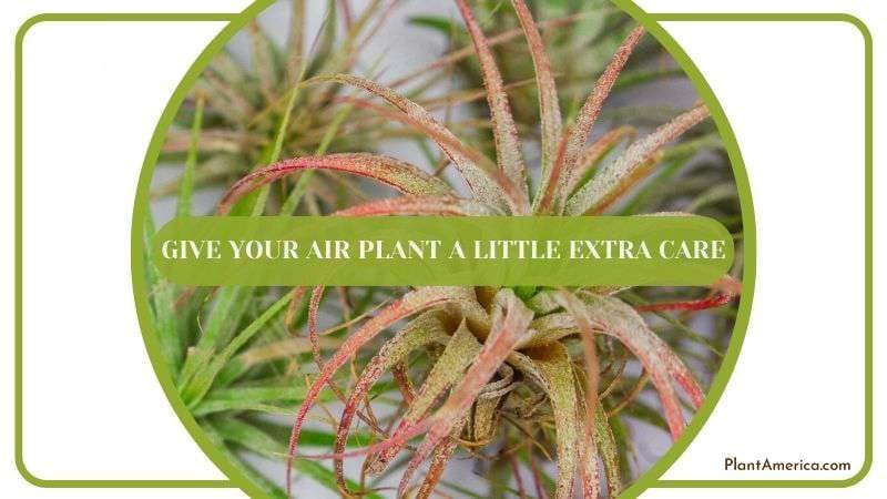 Give Your Air Plant a Little Extra Care Plant America