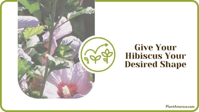 Give Your Hibiscus Your Desired Shape Plant America
