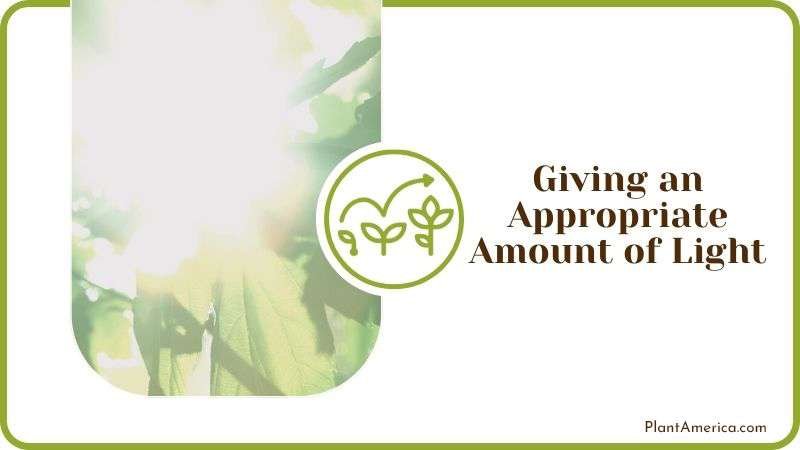 Giving an Appropriate Amount of Light Plant America Giving an Appropriate Amount of Light Plant America