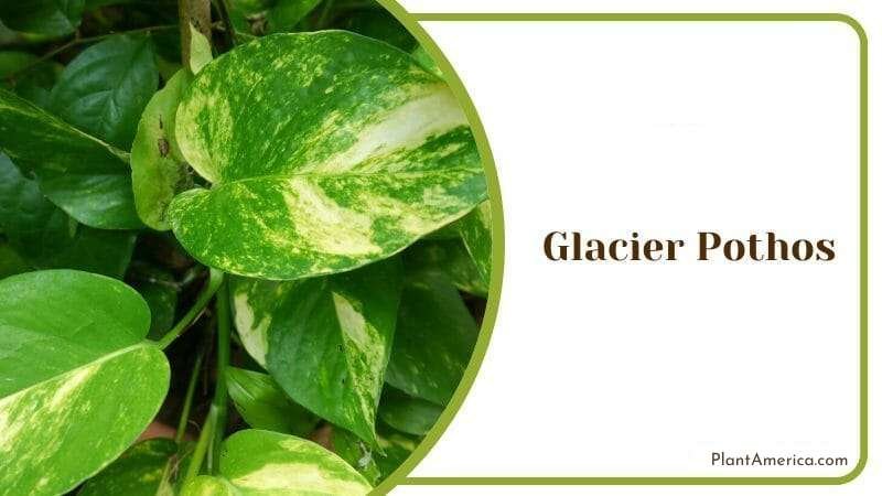 Glacier Pothos Plant America