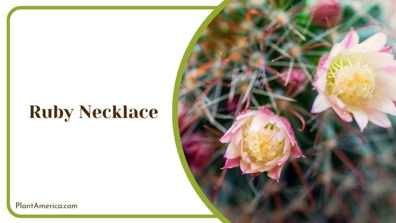 Glistening Ruby Necklace Succulent Plant America