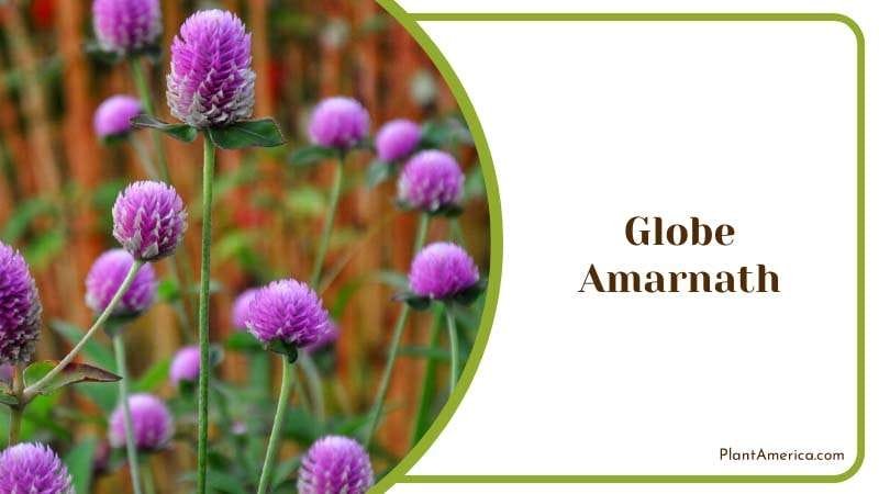 Globe Amarnath ideal for hobbyists Plant America