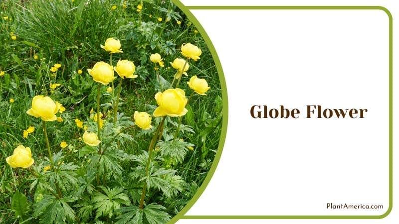 Globe Flower Growing Condition Plant America