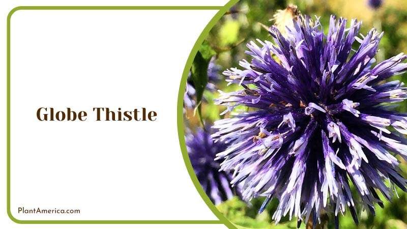 Globe Thistle Blooms Blue Plant America Globe Thistle Blooms Blue Plant America