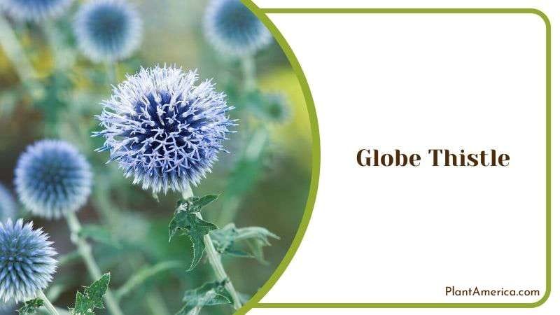 Globe Thistle Plant Americaq Globe Thistle Plant Americaq