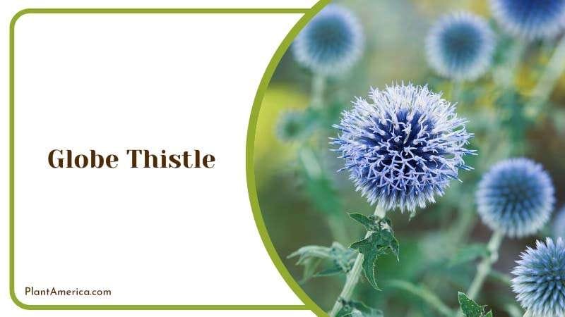 Globe Thistle invite in butterflies Plant America