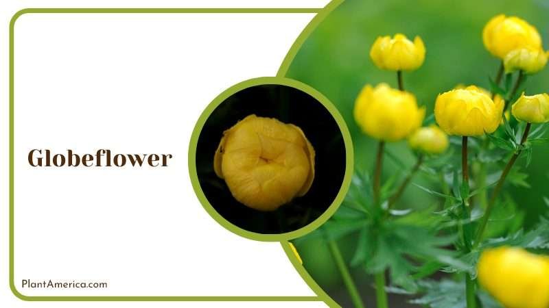 Globeflower Unique Blooms Plant America