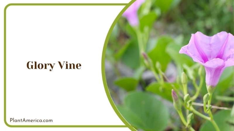 Glory Vine Flower Plant America Glory Vine Flower Plant America