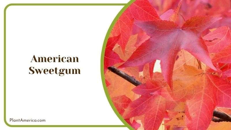 Glossy American Sweetgum Plant America