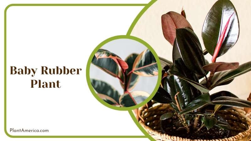 Glossy Baby Rubber Plant Plant America