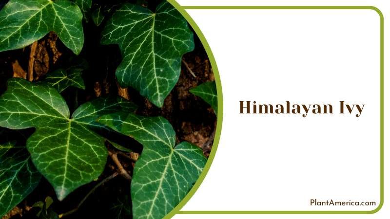Glossy Himalayan Ivy Species Plant America