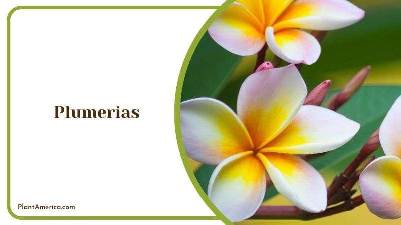 Glossy Plumerias Blooms Plant America Glossy Plumerias Blooms Plant America