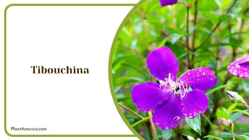 Glossy Tibouchina Bloom Plant America Glossy Tibouchina Bloom Plant America
