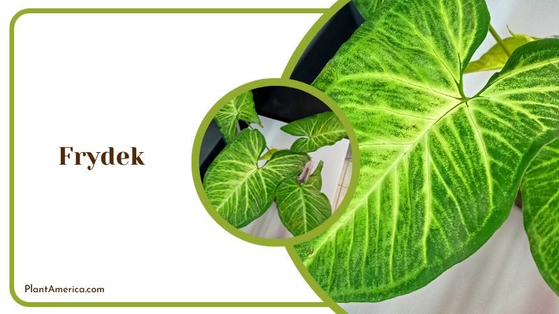 Glow Green Leaves of Alocasia Micholitziana ~ PlantAmerica