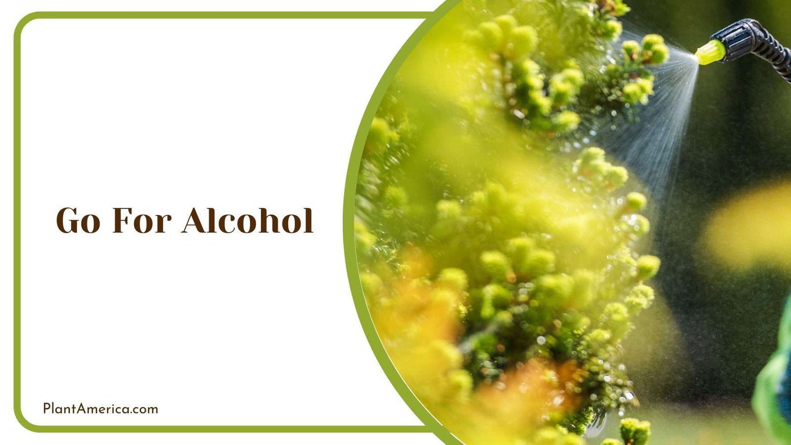 Go For Alcohol Plant America