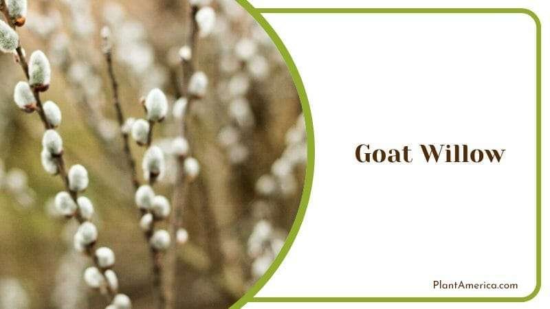 Goat Willow PlantAmerica