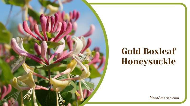 Gold Boxleaf Honeysuckle Plant America Gold Boxleaf Honeysuckle Plant America