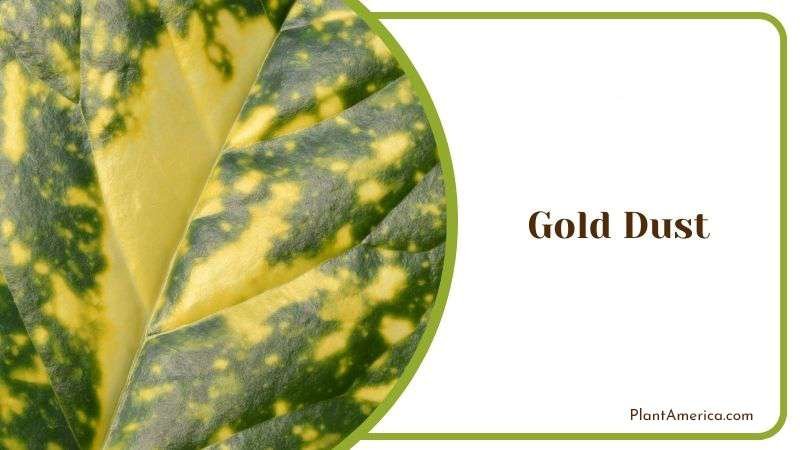 Gold Dust Growth Guide Plant America 1