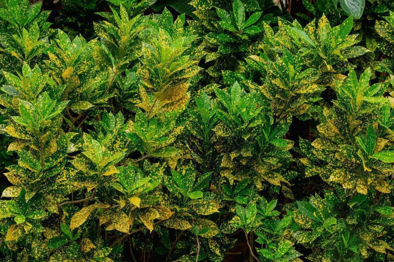 Gold dust garden croton Codiaeum variegatum Plant America