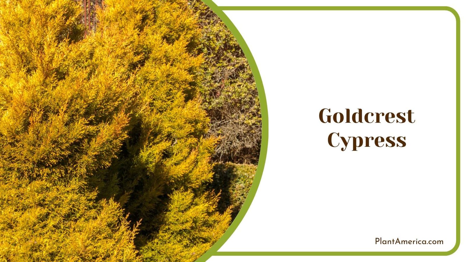 Goldcrest Cypress Plant America Goldcrest Cypress Plant America