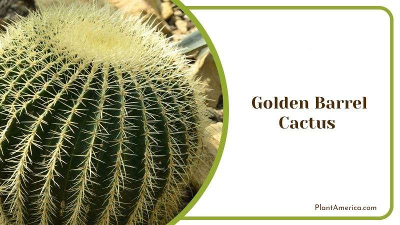 Golden Barrel Cactus Plant America Golden Barrel Cactus Plant America