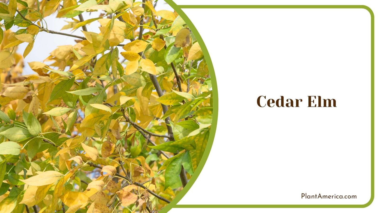 Golden Cedar Elm PlantAmerica