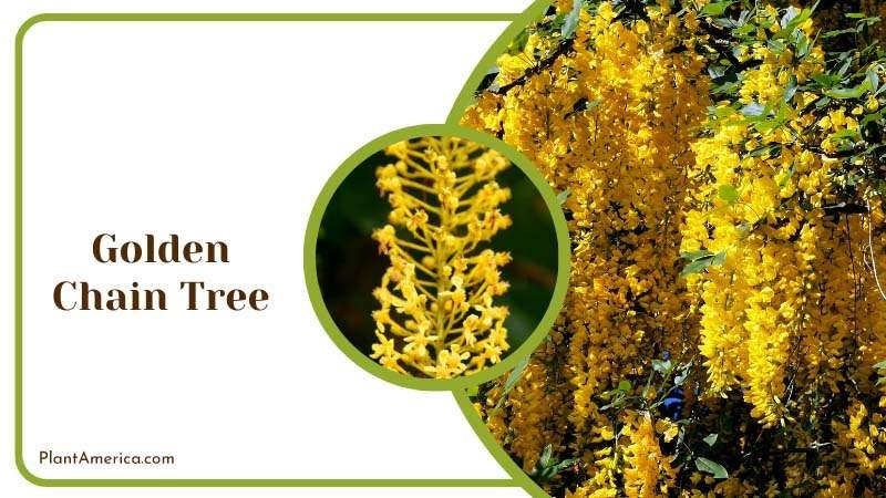 Golden Chain Tree Blossoms Plant America