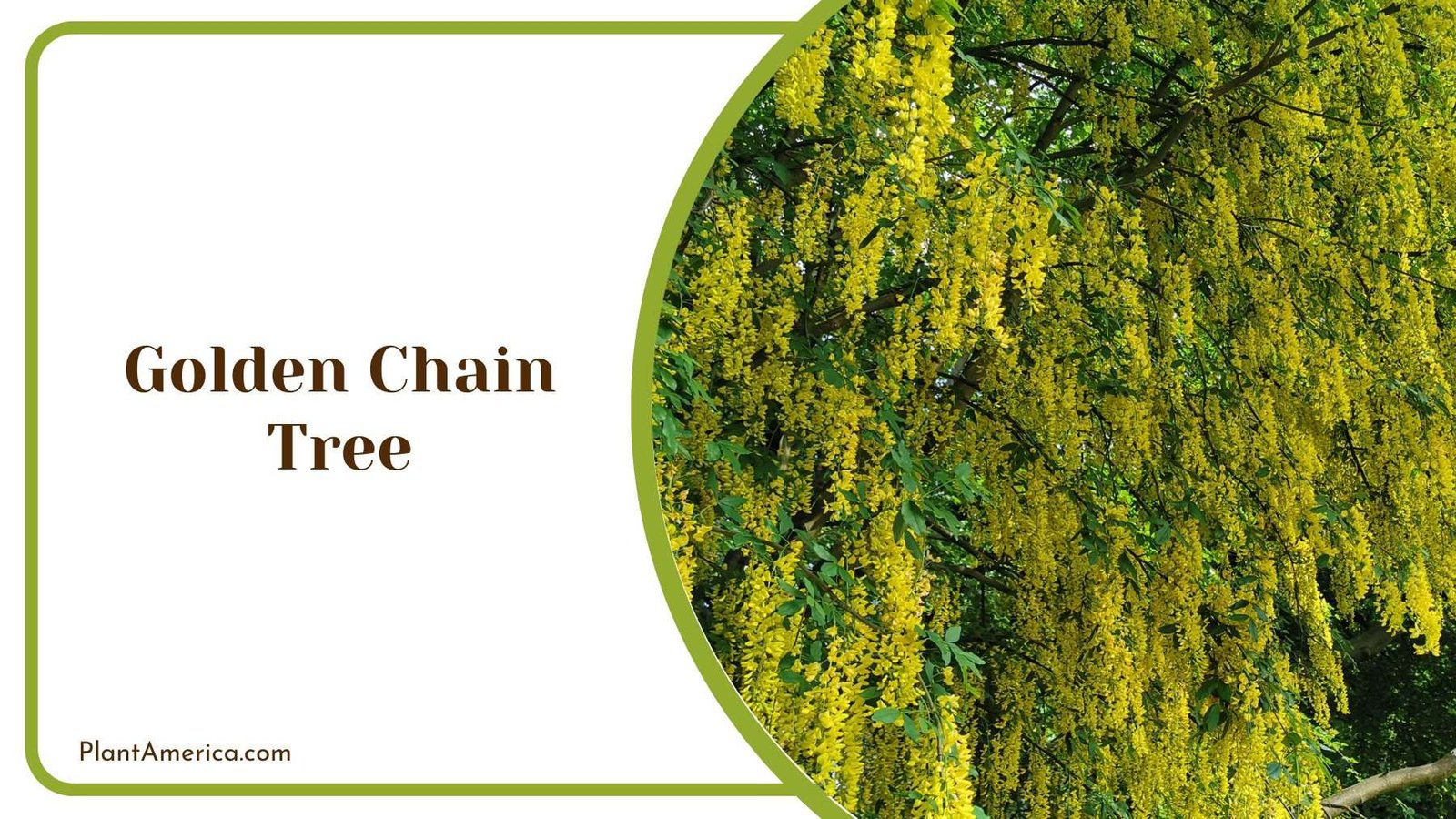 Golden Chain Tree Plant America 1