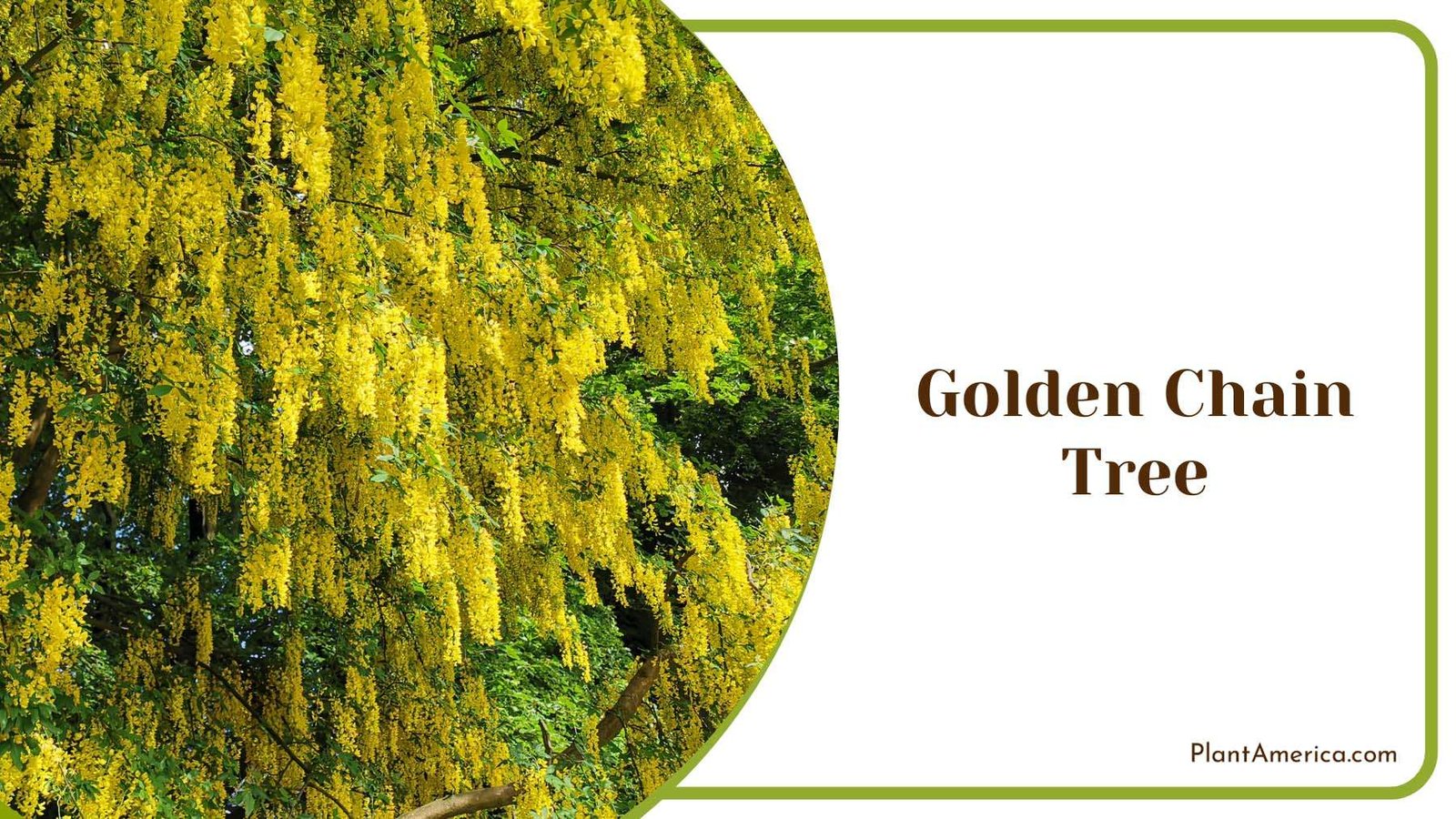 Golden Chain Tree Plant America