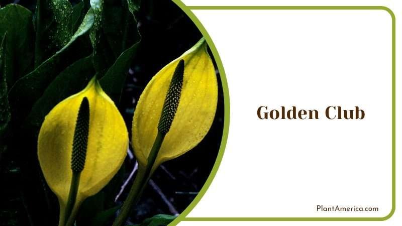 Golden Club Wetland Favorite Plant America