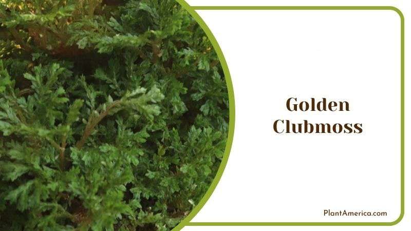 Golden Clubmoss Plant America