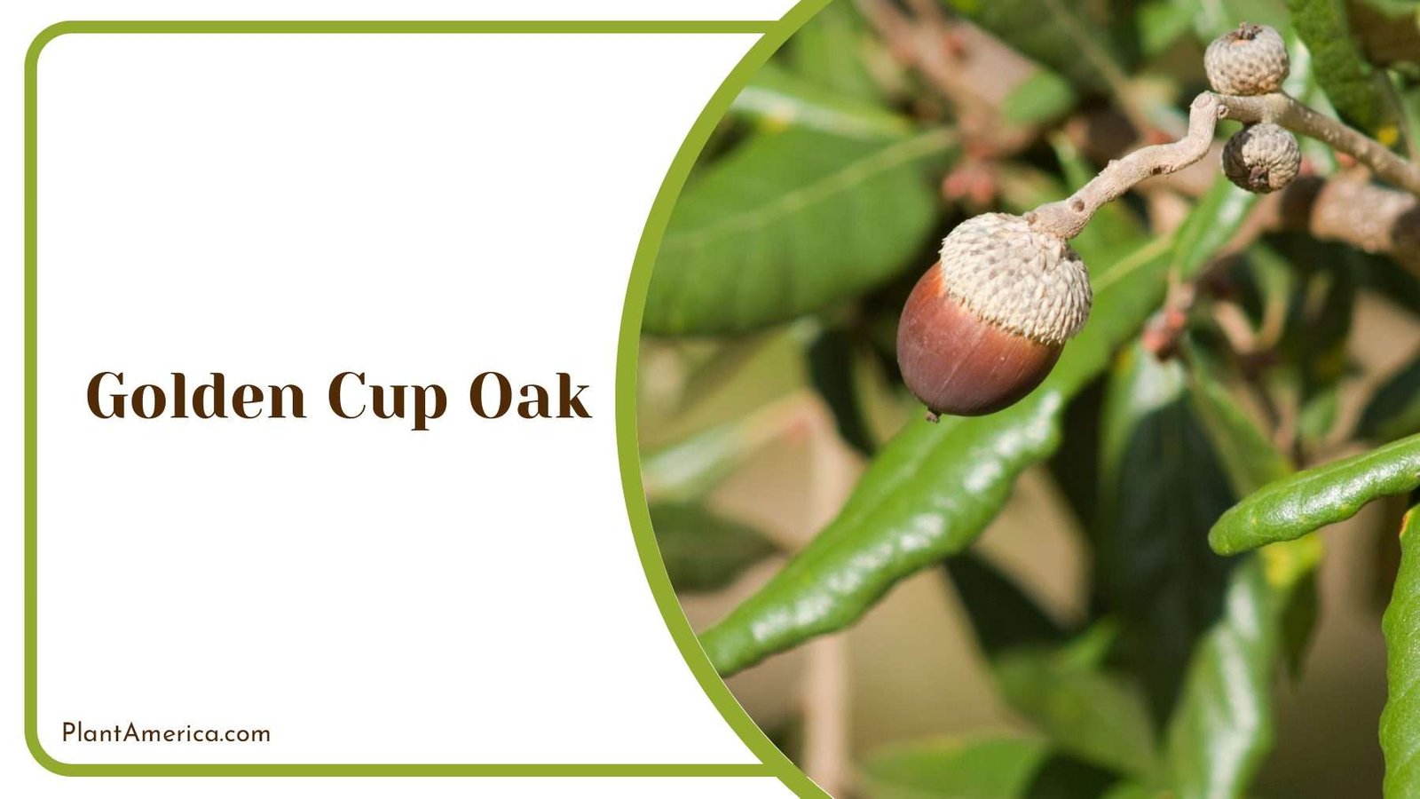 Golden Cup Oak Glossy Leaves Plant America