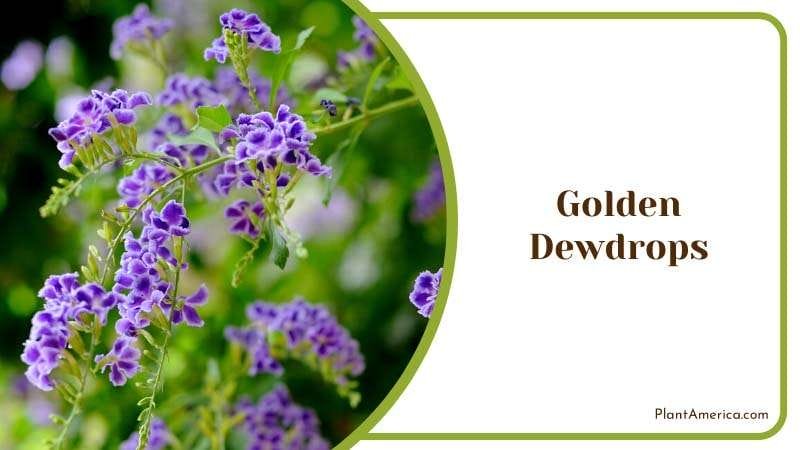 Golden Dewdrops Shrub Plant America