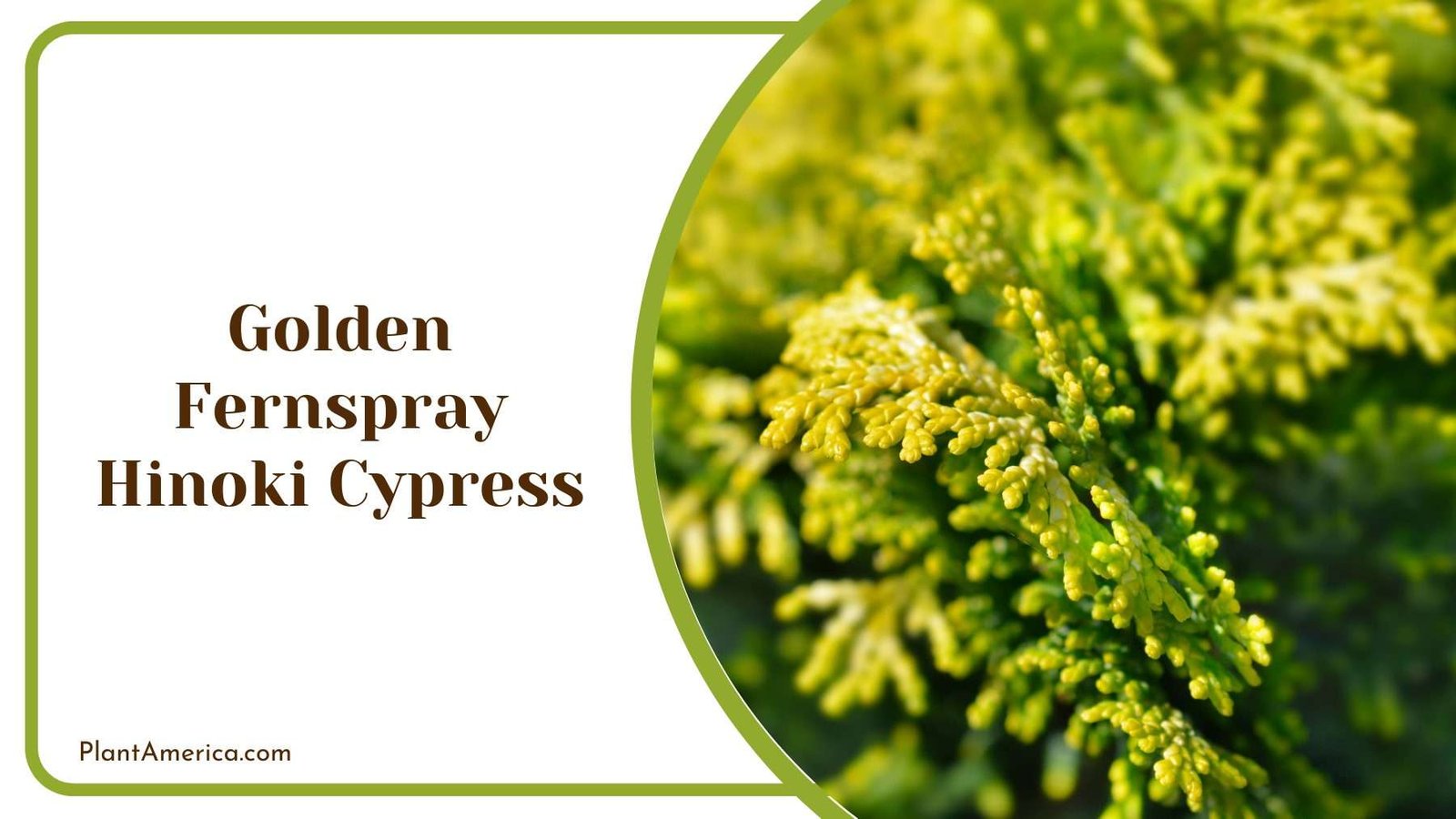 Golden Fernspray Hinoki Cypress Plant America Golden Fernspray Hinoki Cypress Plant America