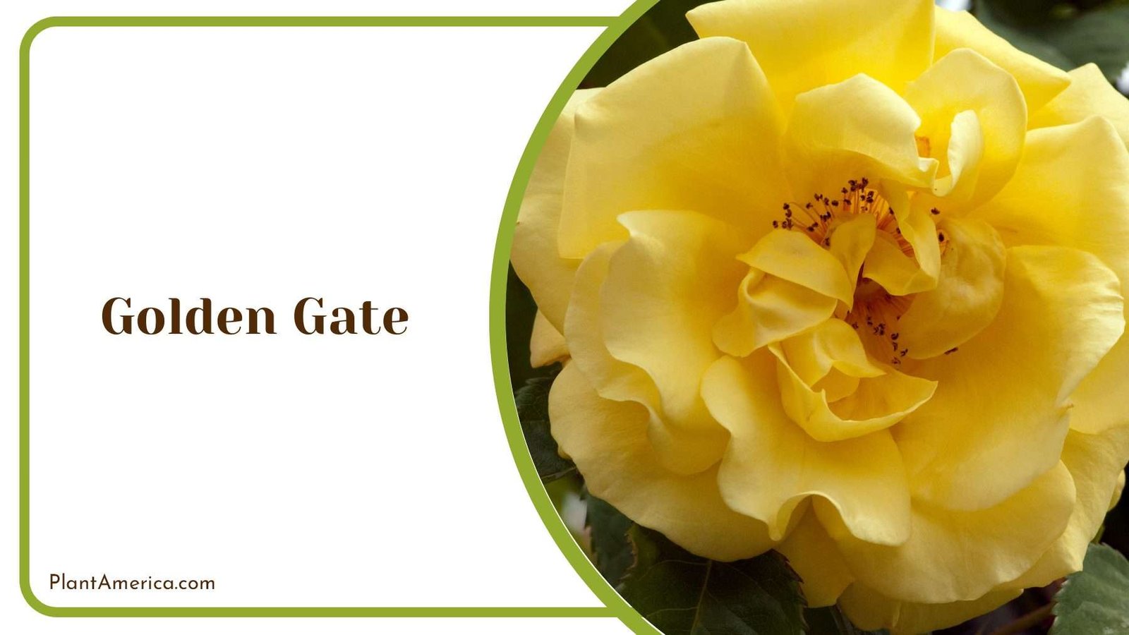 Golden Gate Buttery Yellow Blooms Plant America