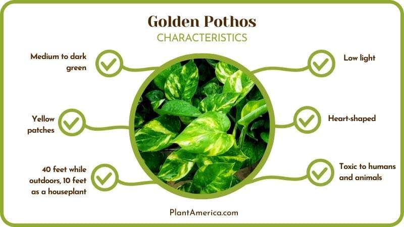 Golden Pothos Leaves Plant America